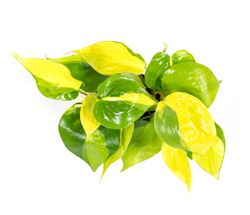 Scindapsus-aureumBrazilT12-02.jpg Scindapsus-aureumBrazilT12-02.jpg