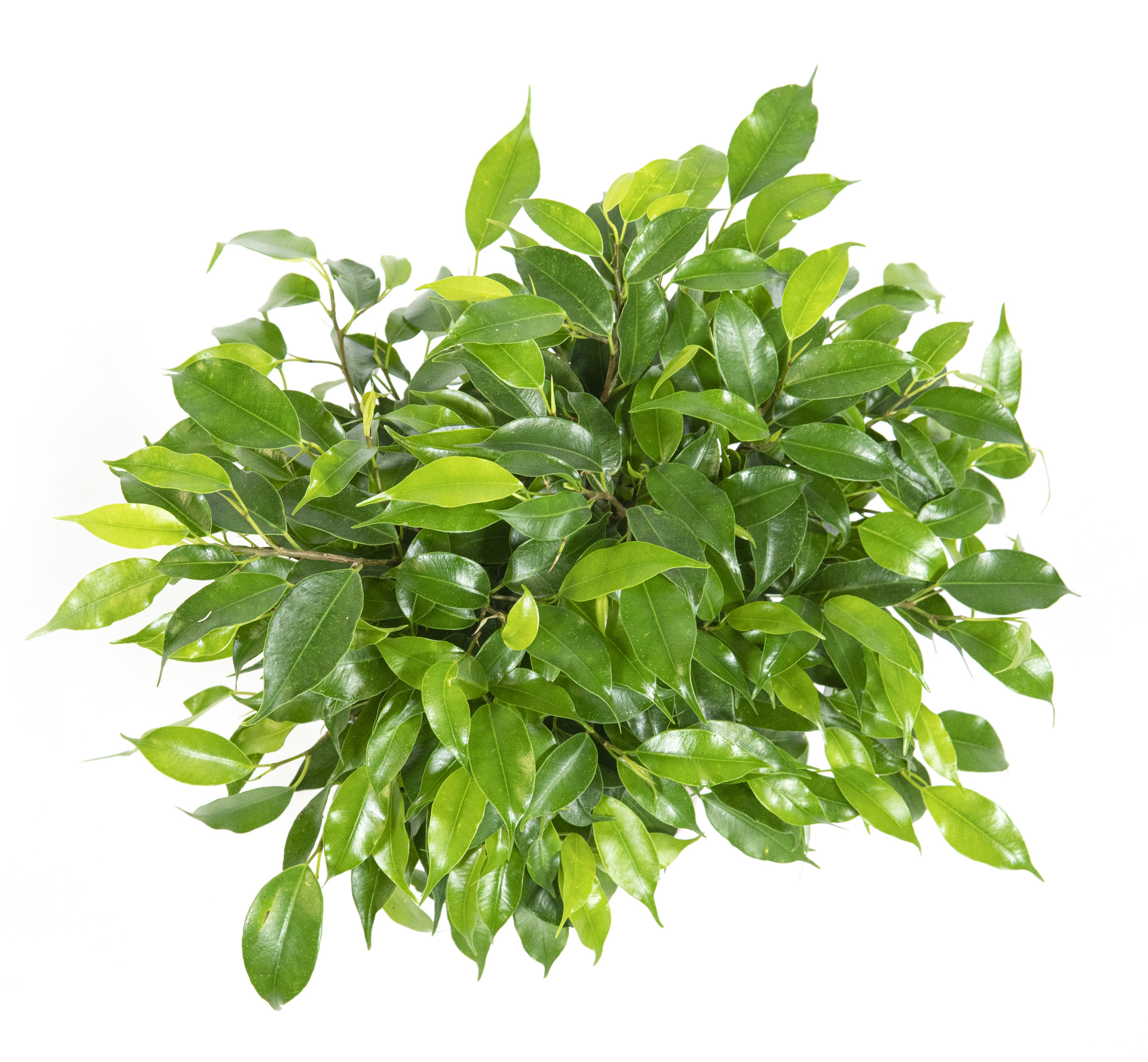 Ficus benjamina, Green Kinky, im 12cm Topf, Birkenfeige, Hhe ca. 25cm |  meingartencenter24.de - Garten Online Shop & Weber Grill Store