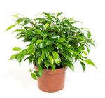 -FicusGreenkinky-01.jpg