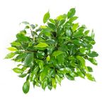 FicusGreenkinky-02.jpg