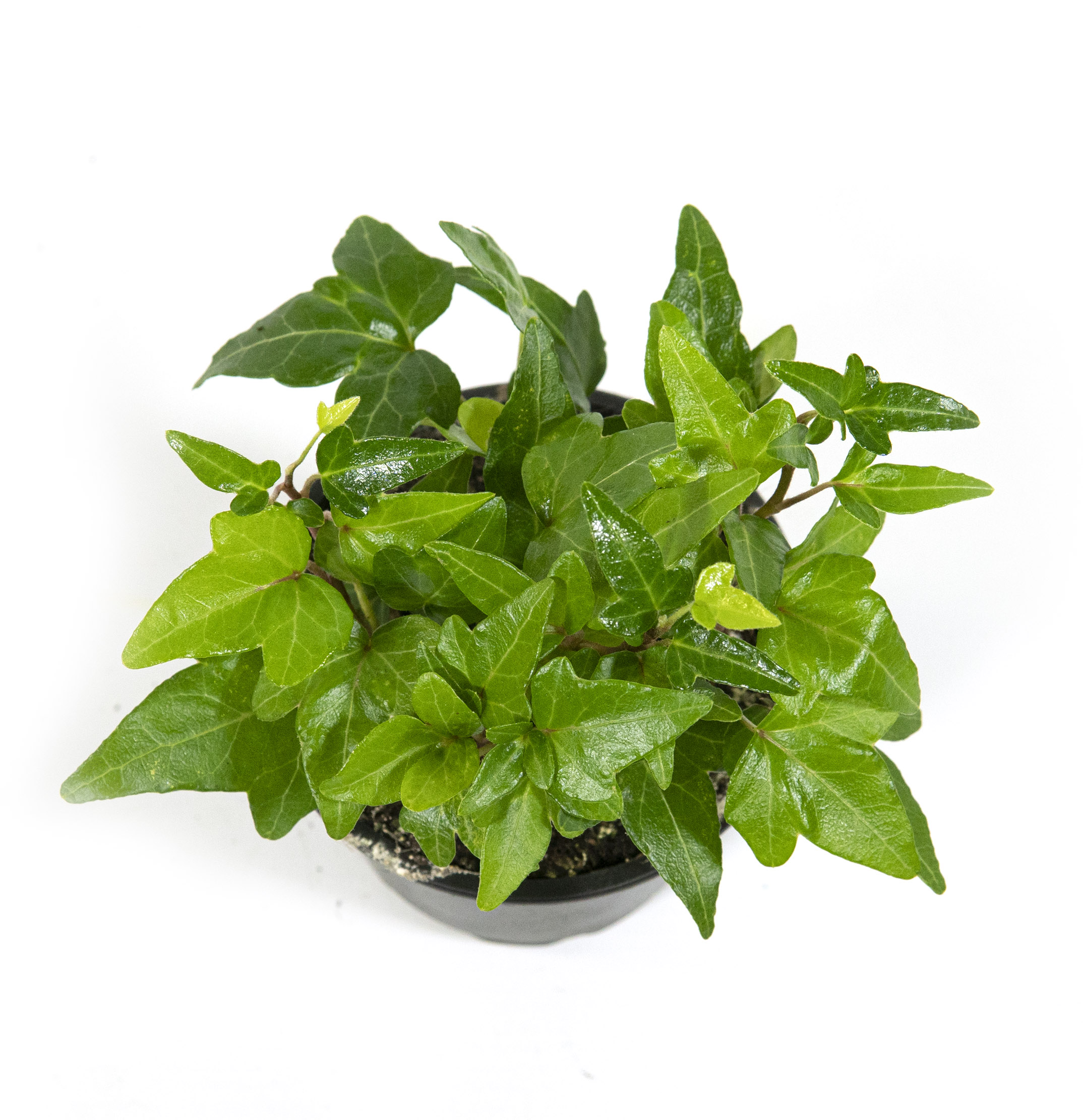 Hedera helix Pittsburgh, im 9cm Topf, kleinblttriger Efeu, Hhe ca. 5cm |  meingartencenter24.de - Garten Online Shop & Weber Grill Store