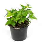 Hedera-helix--Pittsburgh01.jpg