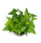 Hedera-helixPittsburgh02.jpg