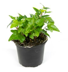 Hedera-helix--Pittsburgh01.jpg Hedera-helix--Pittsburgh01.jpg