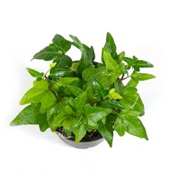 Hedera-helixPittsburgh02.jpg Hedera-helixPittsburgh02.jpg