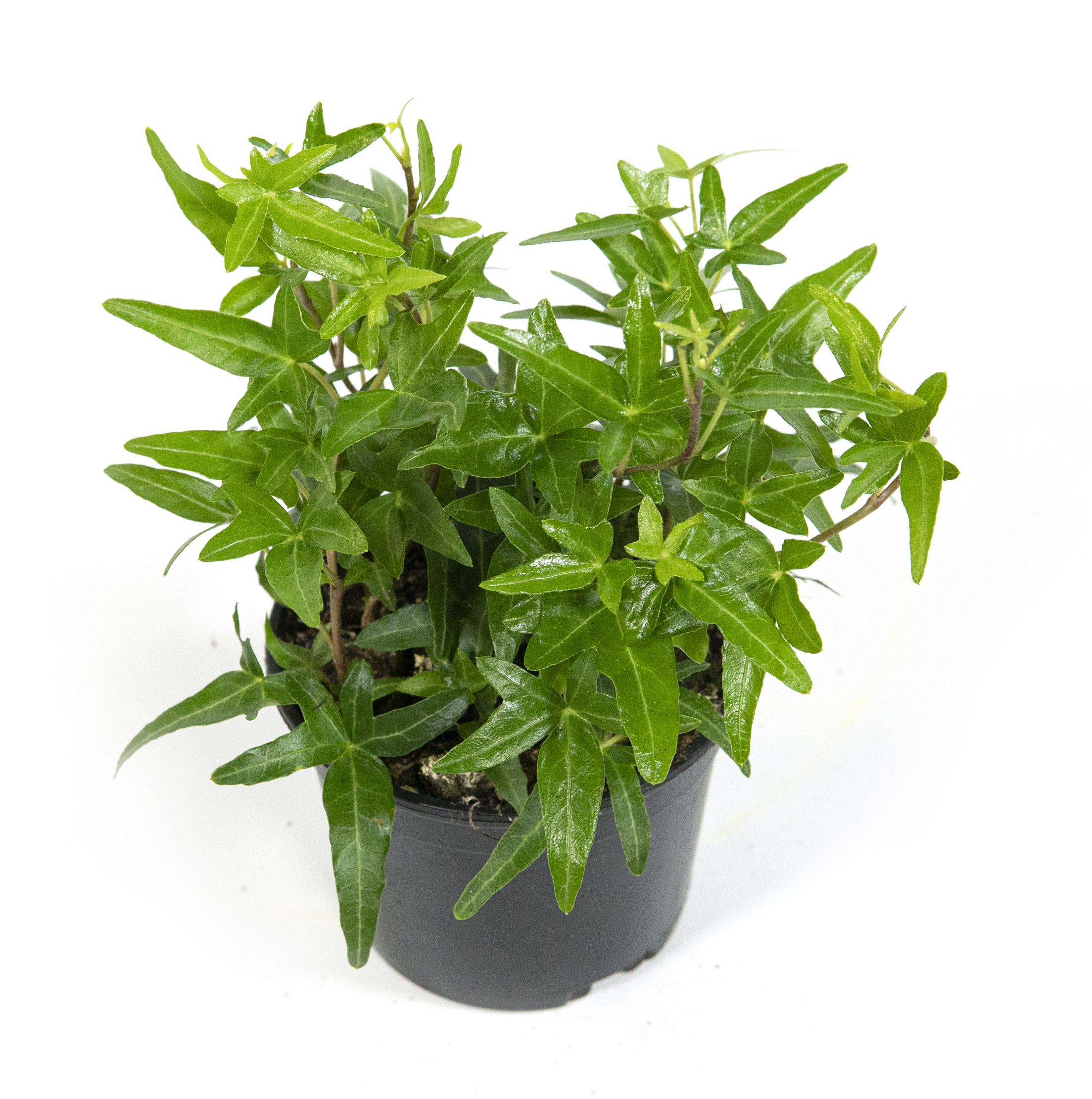 Hedera helix Heron im 9cm Topf, kleinblttriger Efeu, Hhe ca. 5cm |  meingartencenter24.de - Garten Online Shop & Weber Grill Store