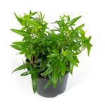 Hedera-helixStar01.jpg