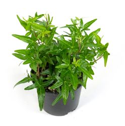 Hedera-helixStar01.jpg Hedera-helixStar01.jpg