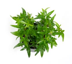 Hedera-helixStar02.jpg Hedera-helixStar02.jpg
