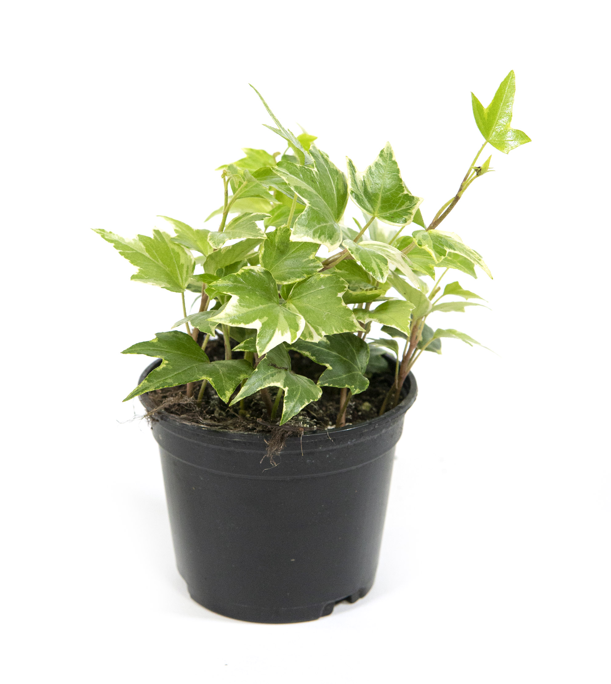 hedera helix bunt Kletterpflanze Hedera helix 'Glacier' 11cm 40cm kaufen