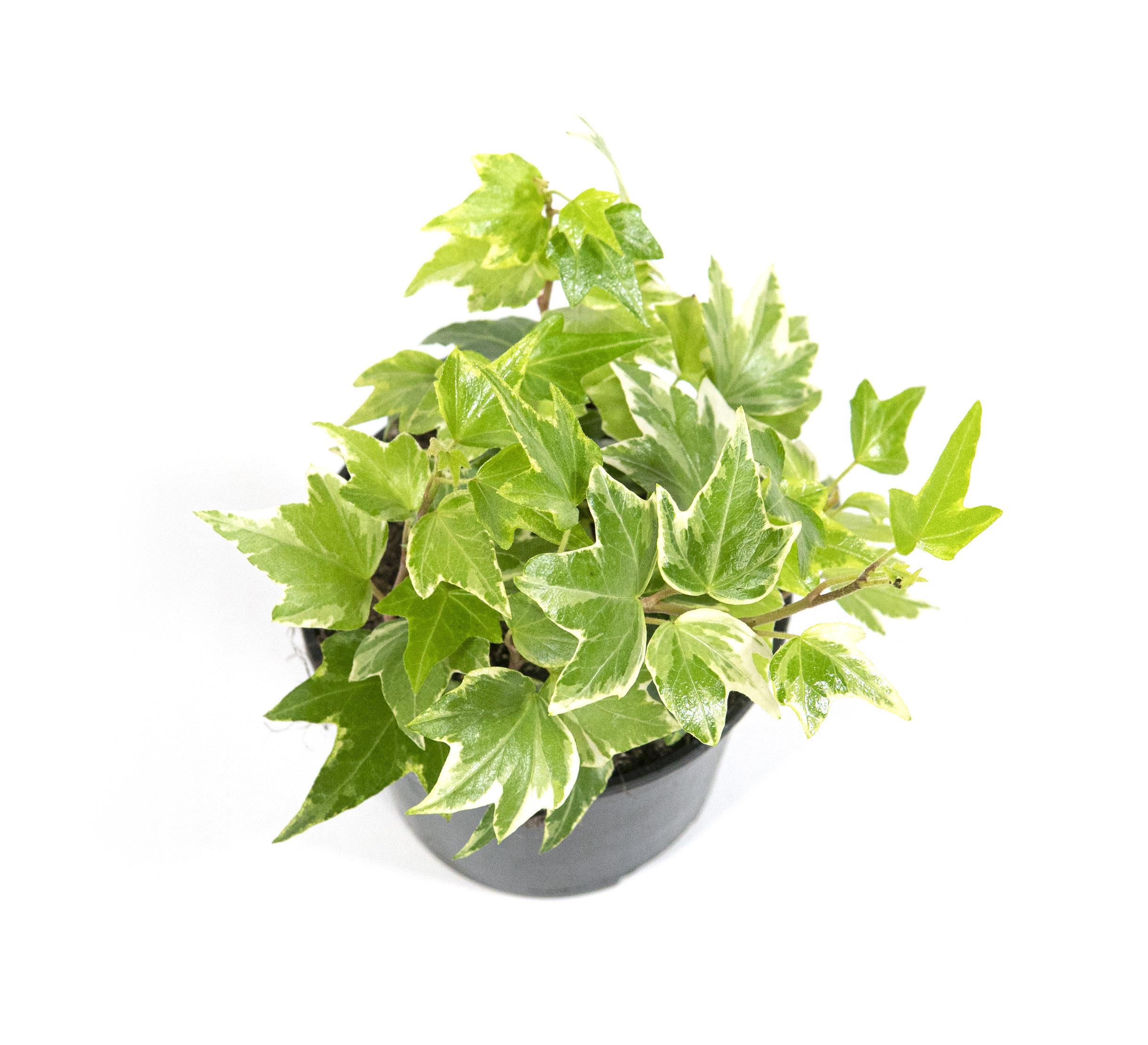 hedera goldchild Gold Child Ivy – Pike Nursery