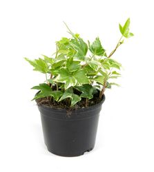 Hedera-helixEva01.jpg Hedera-helixEva01.jpg