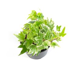 Hedera-helixEva02.jpg Hedera-helixEva02.jpg