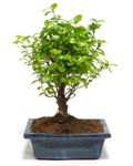 Bonsai-Zelkova01.jpg