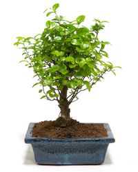 Bonsai-Zelkova01.jpg Bonsai-Zelkova01.jpg