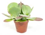 KalanchoeThyrsifloraT12-01.jpg