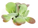 KalanchoeThyrsifloraT12-02.jpg