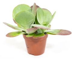 KalanchoeThyrsifloraT12-01.jpg KalanchoeThyrsifloraT12-01.jpg