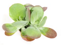 KalanchoeThyrsifloraT12-02.jpg KalanchoeThyrsifloraT12-02.jpg