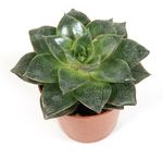 Echeveria-purpursorum02.jpg