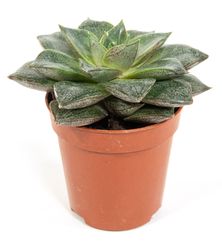 Echeveria-purpursorum01.jpg Echeveria-purpursorum01.jpg