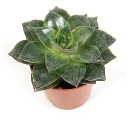 Echeveria-purpursorum02.jpg Echeveria-purpursorum02.jpg