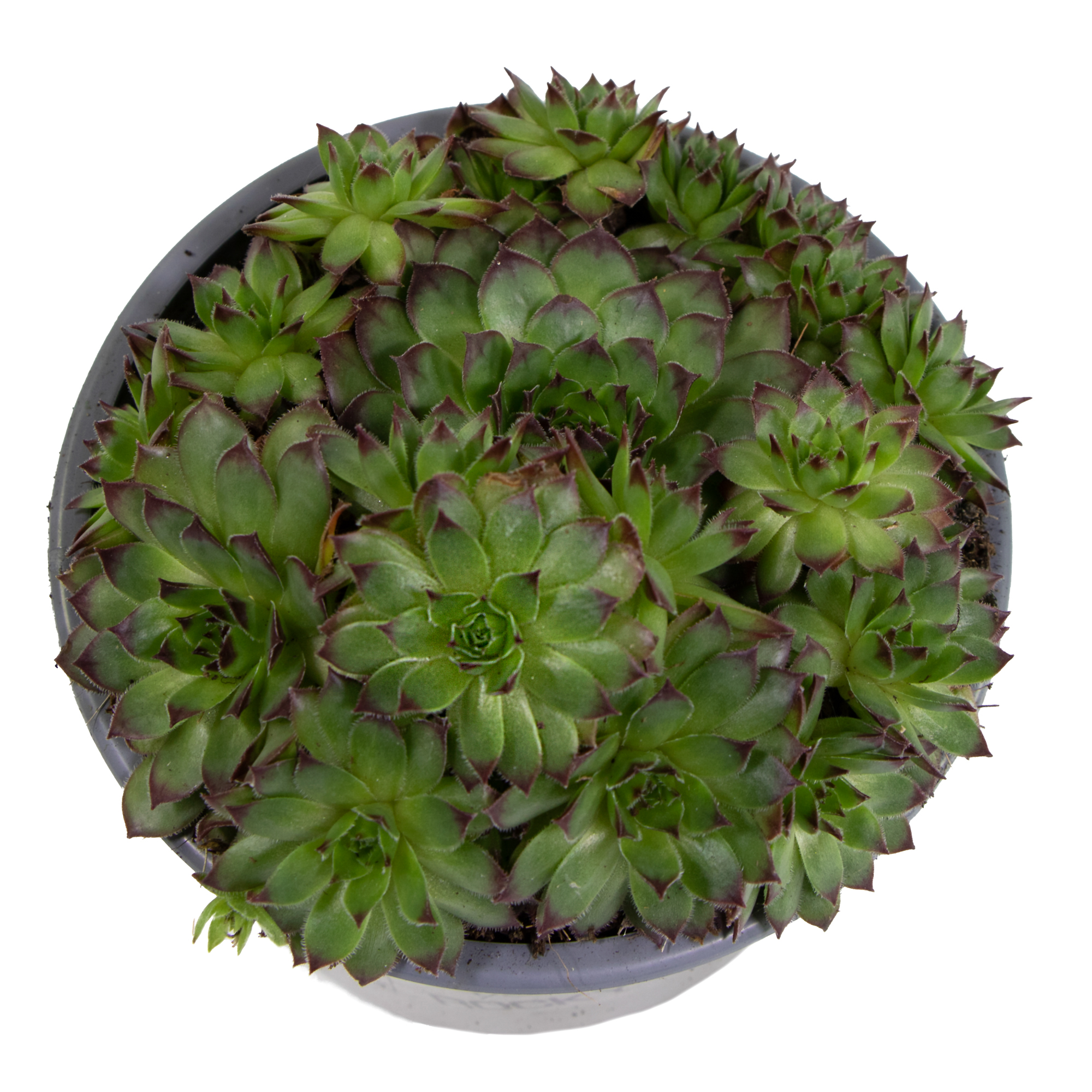 Sempervivum x cultivars Fabienne, im 8,5cm Topf, Hauswurz zweifarbig, Hhe  ca. 5cm | meingartencenter24.de - Garten Online Shop & Weber Grill Store