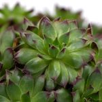 Sempervivum-FabienneNeu--1-.jpeg