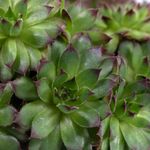 Sempervivum-FabienneNeu--2-.jpeg