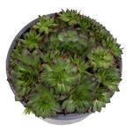 Sempervivum-FabienneNeu--3-.jpeg