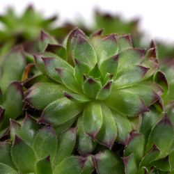 Sempervivum-FabienneNeu--1-.jpeg Sempervivum-FabienneNeu--1-.jpeg