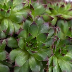 Sempervivum-FabienneNeu--2-.jpeg Sempervivum-FabienneNeu--2-.jpeg
