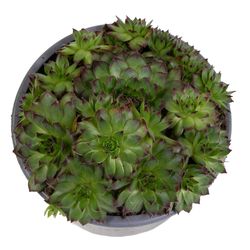 Sempervivum-FabienneNeu--3-.jpeg Sempervivum-FabienneNeu--3-.jpeg