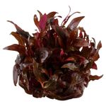Alternanthera-reineckii-Mini03.JPG