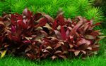 Alternanthera-reineckii-Mini04.jpg
