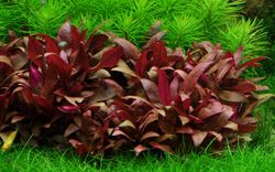 Alternanthera-reineckii-Mini04.jpg Alternanthera-reineckii-Mini04.jpg