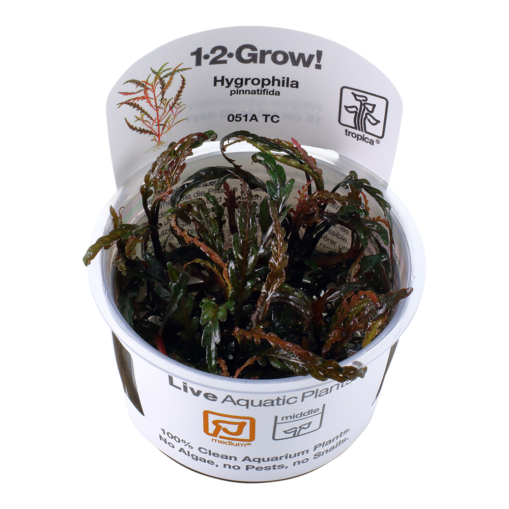 Hygrophila-pinnatifida02.png
