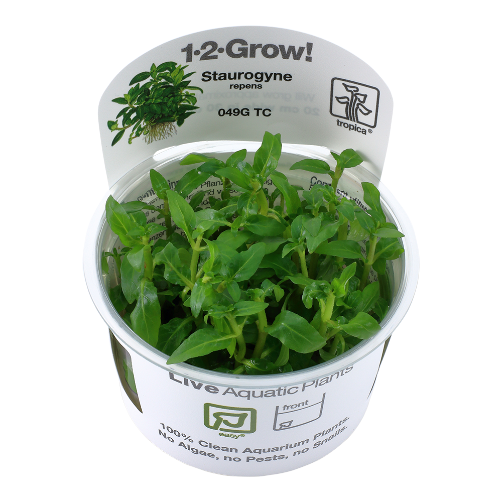 Staurogyne repens, Tropica 1-2 Grow, in Vitro Wasserpflanze |  meingartencenter24.de - Garten Online Shop & Weber Grill Store