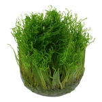 Taxiphyllum-Spiky04.png