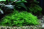 Taxiphyllum-Spiky05.jpg