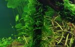 Taxiphyllum-Spiky06.JPG
