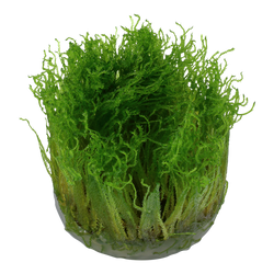 Taxiphyllum-Spiky04.png Taxiphyllum-Spiky04.png