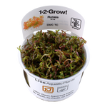 Rotala-rotundifolia-Vietnam-H-ara02.png
