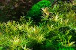 Rotala-rotundifolia-Vietnam-H-ara03.jpg