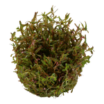 Rotala-rotundifolia-Vietnam-H-ara04.png