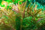 Rotala-rotundifolia-Vietnam-H-ara06.jpg