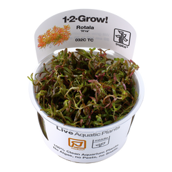 Rotala-rotundifolia-Vietnam-H-ara02.png Rotala-rotundifolia-Vietnam-H-ara02.png