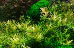Rotala-rotundifolia-Vietnam-H-ara03.jpg Rotala-rotundifolia-Vietnam-H-ara03.jpg