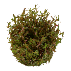 Rotala-rotundifolia-Vietnam-H-ara04.png Rotala-rotundifolia-Vietnam-H-ara04.png