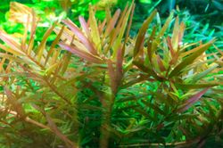 Rotala-rotundifolia-Vietnam-H-ara06.jpg Rotala-rotundifolia-Vietnam-H-ara06.jpg